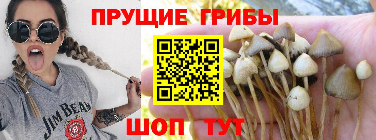 Псилоцибиновые грибы прущие грибы  Вход с VPN  Псилоцибиновые грибы Cubensis  Ноябрьск 